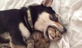 小狗技能爆料怎么做的视频,轻松制作视频教程攻略